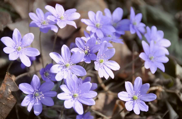 Kék tavaszi virág Stock Fotó