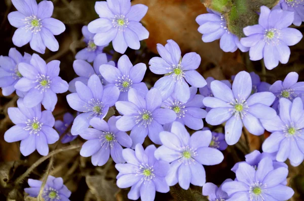 Mavi bahar çiçeği Telifsiz Stok Fotoğraflar