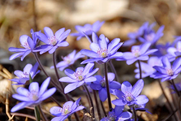 Голубой цветок — стоковое фото