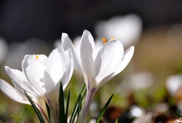 Biały kwiat - krokus — Zdjęcie stockowe