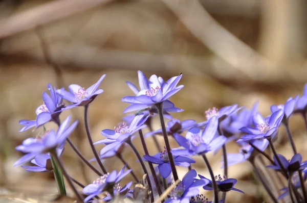 Niebieski wiosenny kwiat — Zdjęcie stockowe