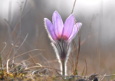 Bahar çiçek pasqueflower