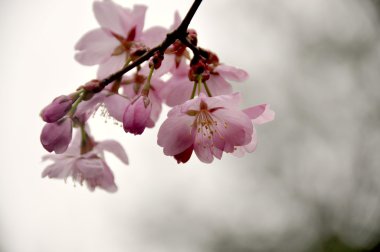 Sakura ağacı çiçek