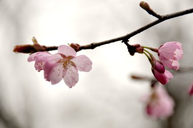 Sakura ağacı çiçek