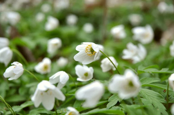 stock image WHITE WILDFLOWER