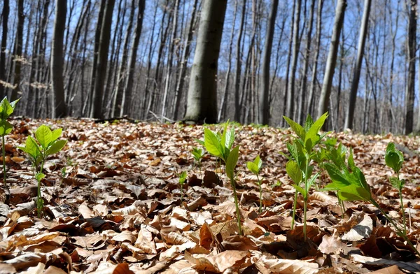 Floresta Primavera — Fotografia de Stock