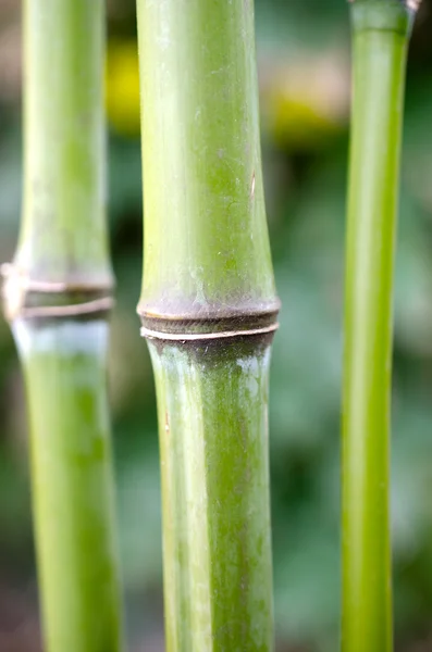 stock image Bamboo