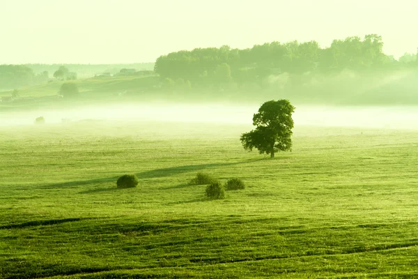 Landskapet grönt fält med dimma på morgonen — Stockfoto