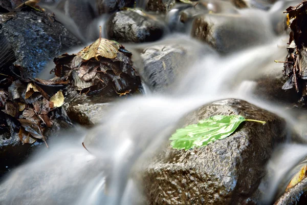 stock image Green leaf on rock in autumn season