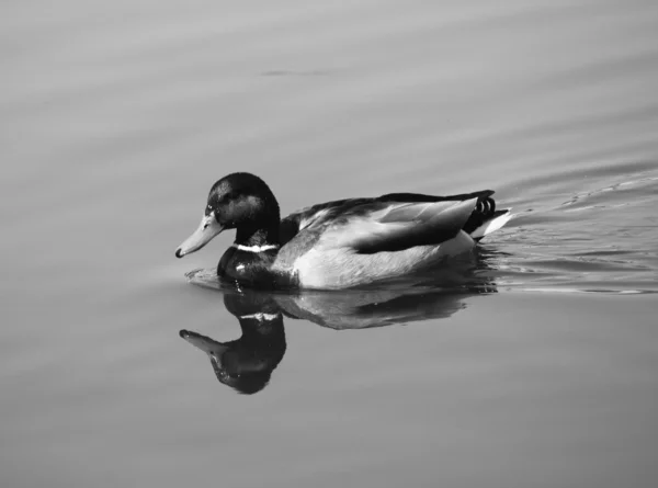 stock image Drake in spring time (B&W).