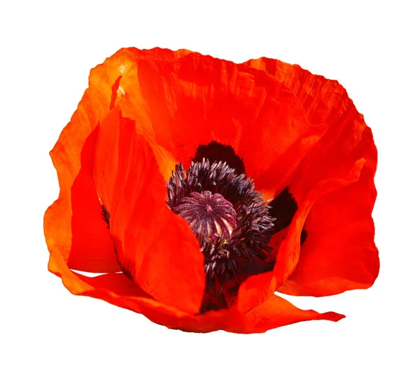 Red poppy flower, isolated on a white background. — Stock Photo, Image