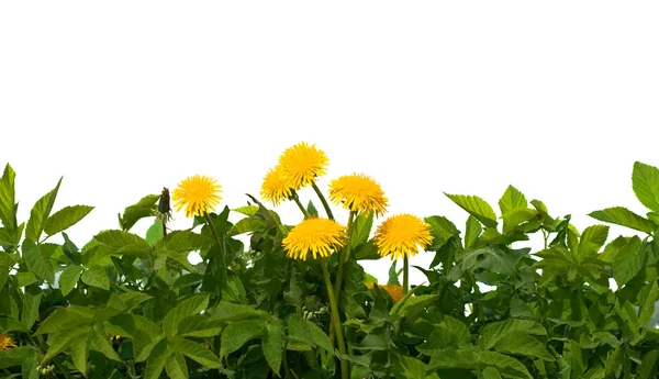 Isolated green grass and yellow flowers on white background — Stock Photo, Image