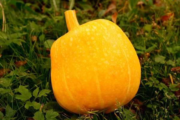 Pumpkin on the green grass. — Stock Photo, Image