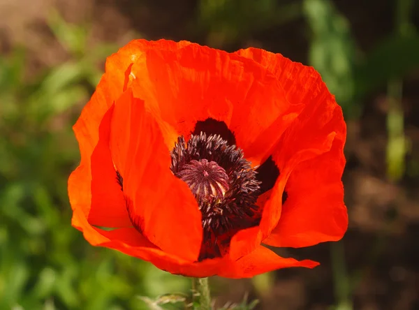 Red poppy on the green background. — Stock Photo, Image