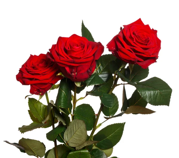 Stock image Red roses isolated on a white background.