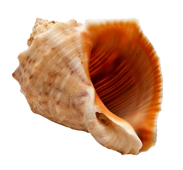 Seashell (clamshell) isolerad på en vit bakgrund. — Stockfoto