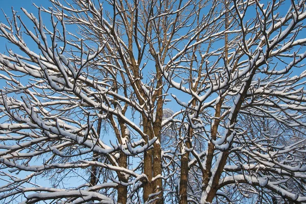 蓝蓝的天空背景上冬季木材 — 图库照片