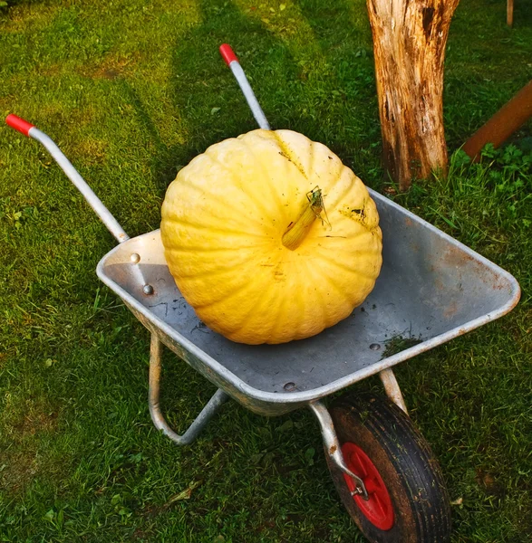 Zralé dýně v zahradní vozík. — Stock fotografie