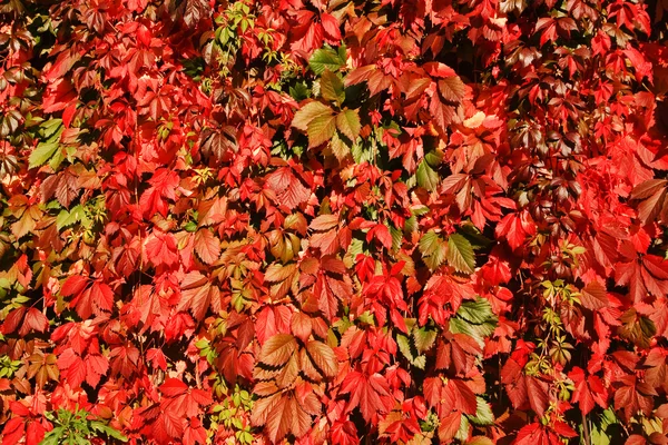 stock image Leaves of wild grapes.