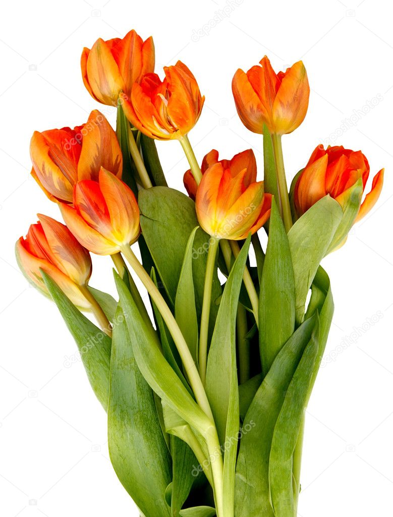 Bouquet of ginger tulips isolated on white background.