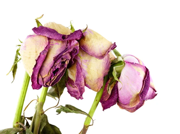 Bouquet di rose secche — Foto Stock