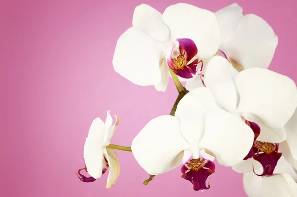 Bouquet di orchidea bianca — Foto Stock