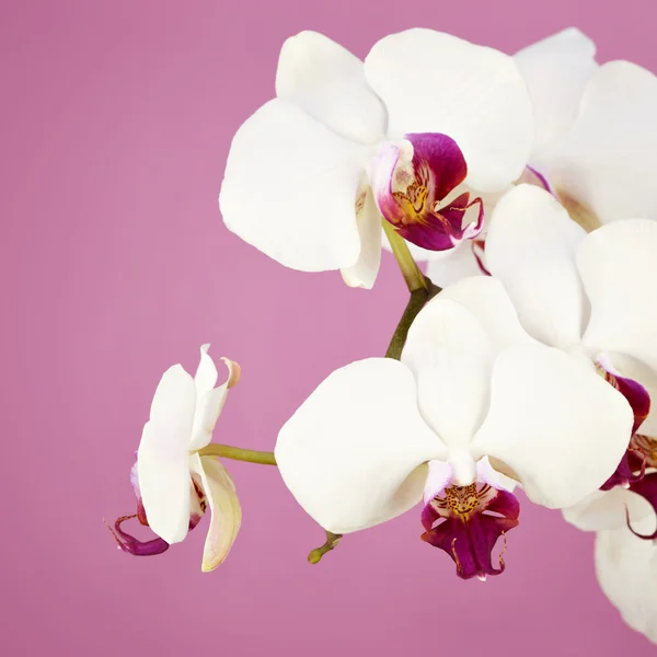 Bouquet di orchidea bianca — Foto Stock