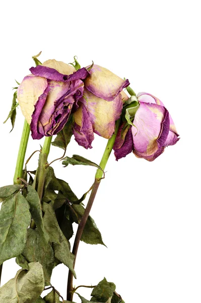 Bouquet di rose appassite — Foto Stock