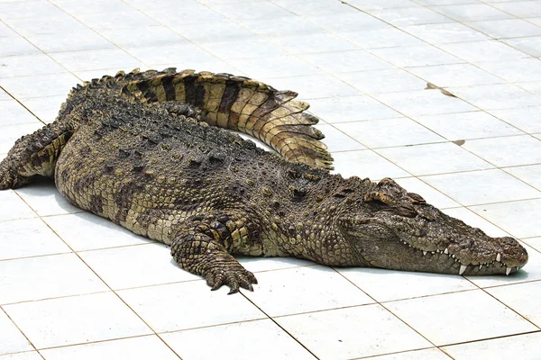 Крокодил на ферме — стоковое фото