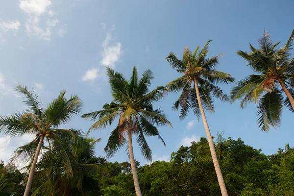 Palmier à noix de coco — Photo
