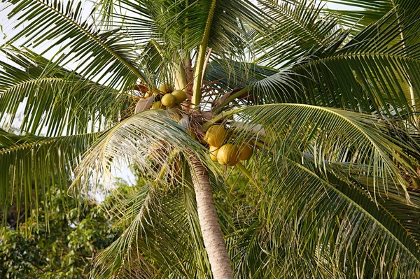 stock image Coconuts