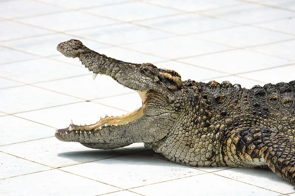 Crocodilo — Fotografia de Stock