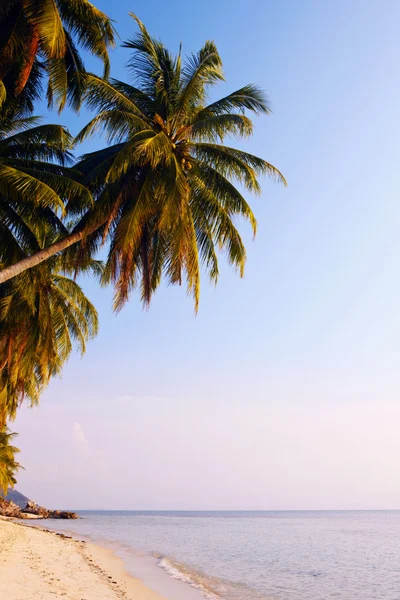 Plage tropicale avec palmiers — Photo