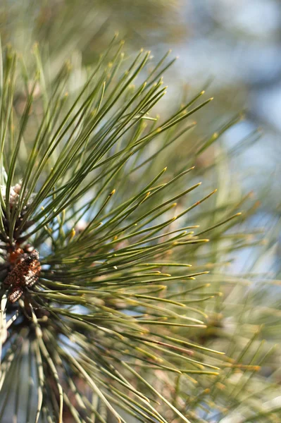 stock image Fir tree