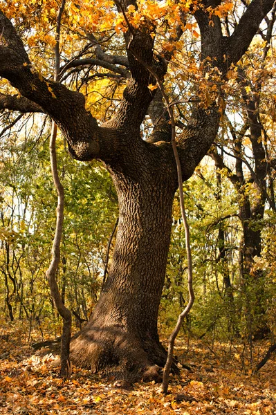 在森林的秋天 — 图库照片