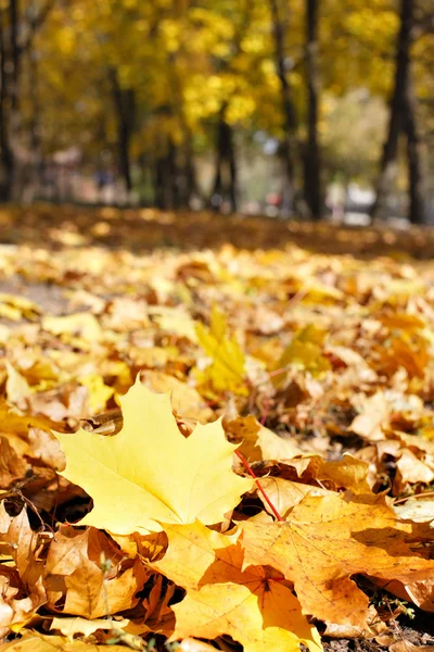 Autumn at the park — Stock Photo, Image