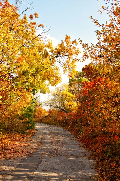 Autumn colors country road — Stock Photo, Image