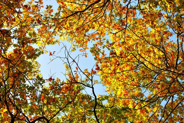 Sonbaharda ağaçların tepesine — Stok fotoğraf