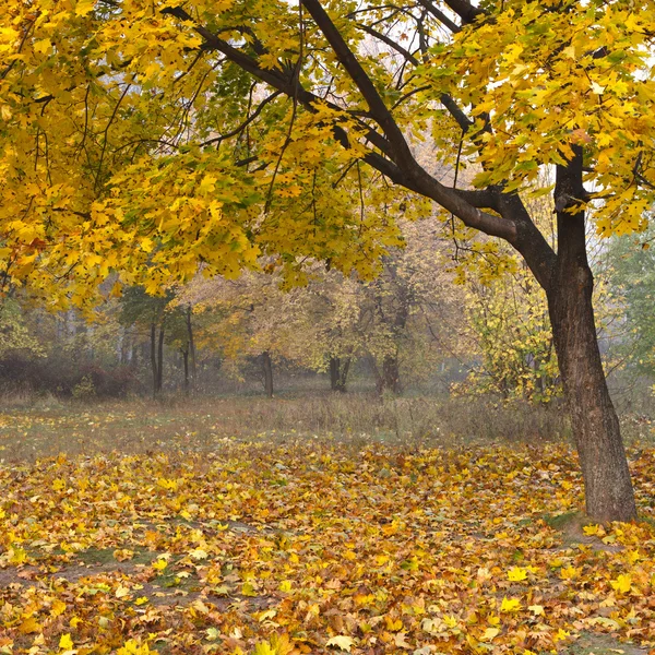 Nebliger Herbstmorgen im Wald — Stockfoto