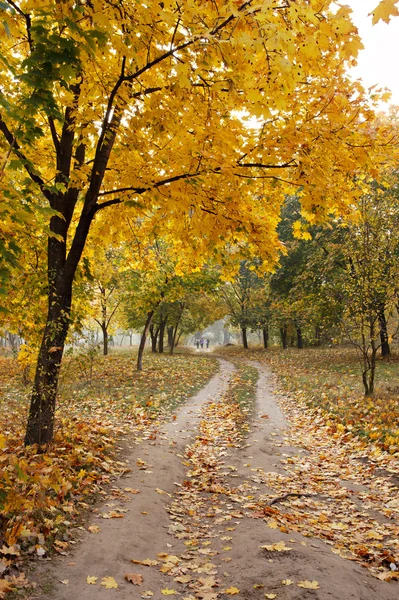 Road through the autumn forest — Stock Photo, Image