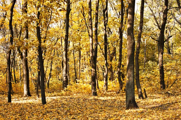 在森林的秋天 — 图库照片