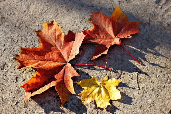 Yellow and red autumn leaf — Stock Photo, Image