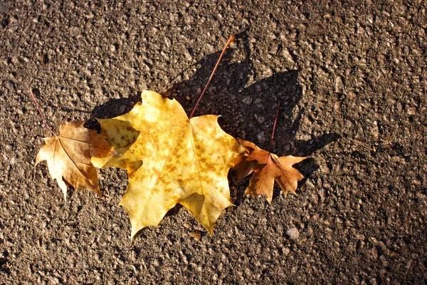 stock image Yellow autumn leaf