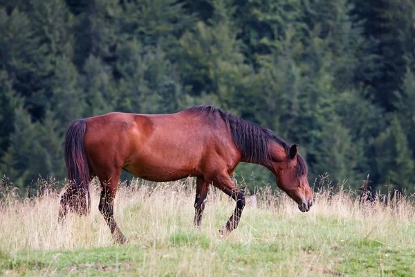 Лошадь на холме — стоковое фото