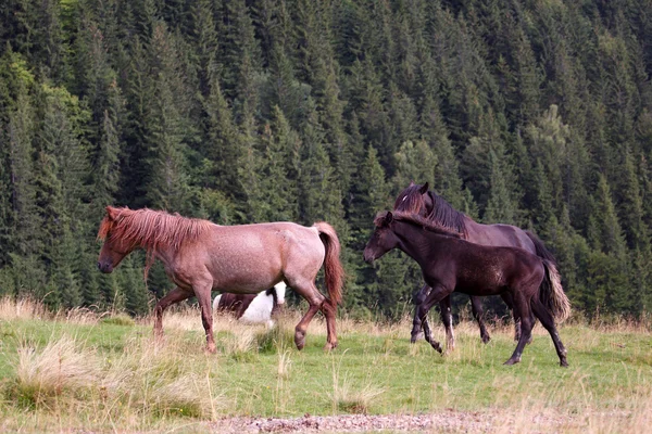 Paarden kudde — Stockfoto