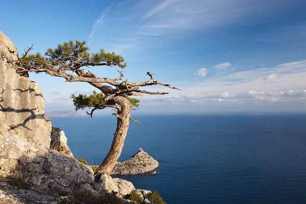 Juniper tree on rocky coast of Black sea — Stock Photo, Image