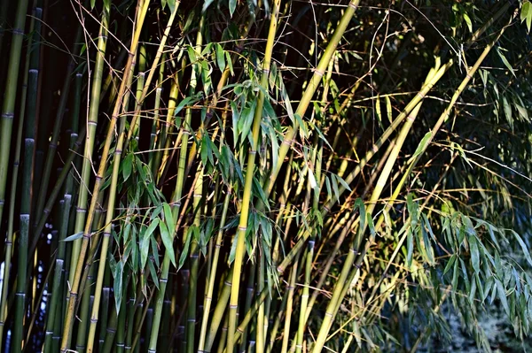 Bambus naturalny Las — Zdjęcie stockowe