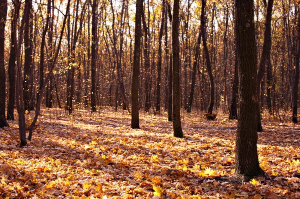 Syksyn metsä — kuvapankkivalokuva