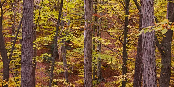 Colori di caduta della foresta — Foto Stock