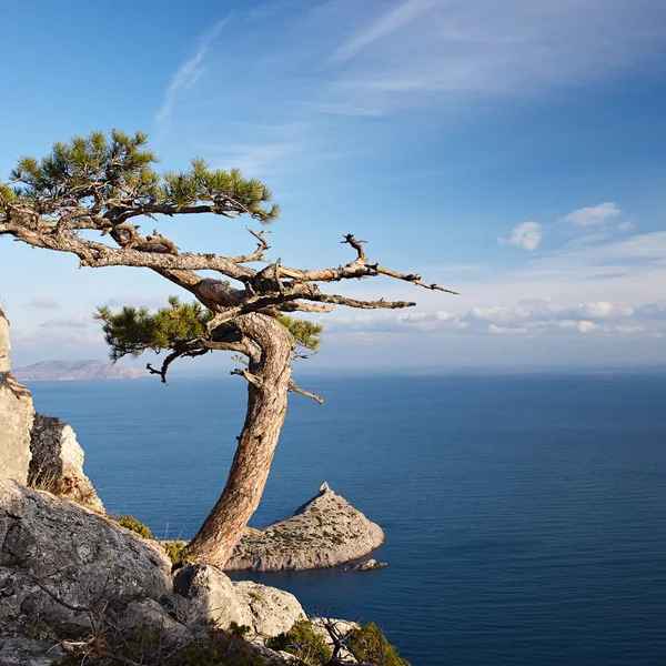 Juniper tree on rocky coast of Black sea — Stock Photo, Image
